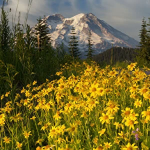 Wildflowers and Mt. Rainier, Washington, USA (Not available for prints, posters