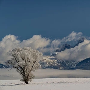 Wintry landscape of cottonwood tree, fog, and Teton Mountains, Driggs, Idaho