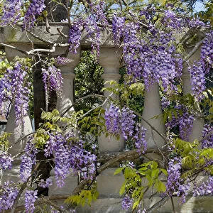 Wisteria growing on column fence in downtown Charleston, South Carolina