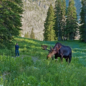 Woman watching Bull Moose, Albion Basin, Alta, Utah, Uinta Wasatch Cache National
