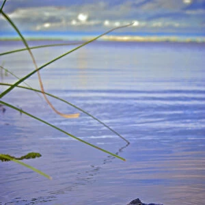 Yacare caiman (Caiman yacare), Corrientes, Argentina