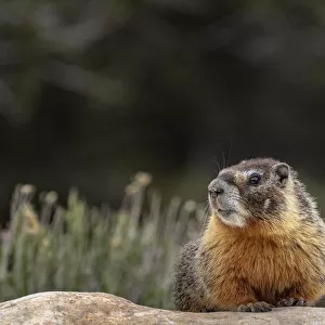 Yellow bellied marmot in Great Basin National Park, Nevada, USA