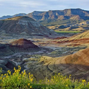 Yellow flowers in Painted Hills, John Day Fossil Beds National Monument, Mitchell, Oregon, USA