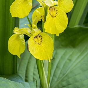 Yellow iris in a boggy environment