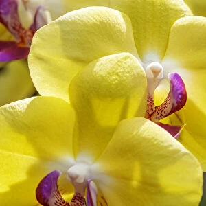Yellow Moon Orchid