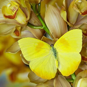 Yellow sulfur butterfly on large golden cymbidium orchid