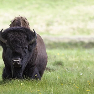 Yellowstone National Park a big bull bison standing among lush green grass