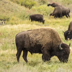Yellowstone National Park, Wyoming, USA. American bison herd grazing