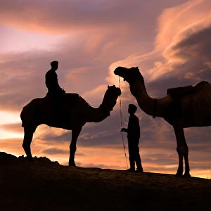 Young men and camels at sunset in the Rajasthan desert, Pushkar, India