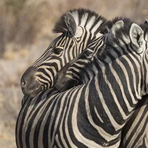 Zebras necking, Common social behavior in the herd, Etosha National Park, Namibia