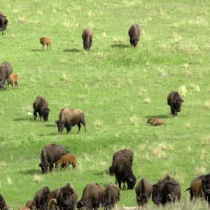 Buffalo herd in South Dakota