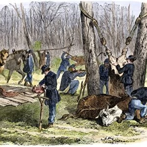 Butchering cattle to feed the Union army, Civil War