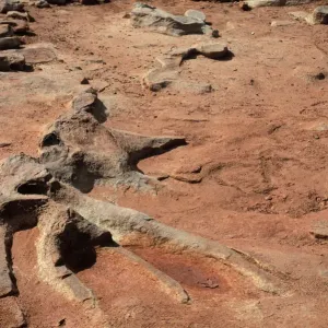 Fossil Dinosaur Skeleton Print
