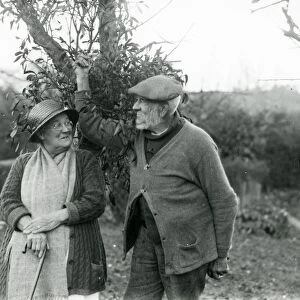 Old lady and man collecting mistletoe pictures at Camelsdale, December 1936
