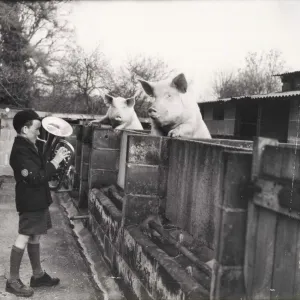 Pigs at Mare Hill Farm, December 1953