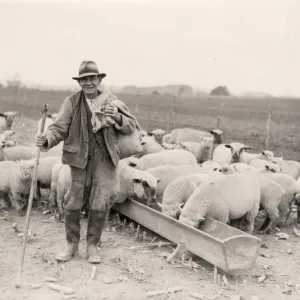 Shepherd and sheep at feeding time, Byworth, October 1933