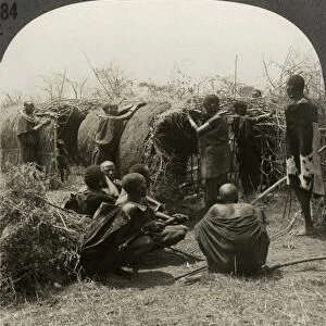 AFRICA: MaSAI, c1910. House-building by Masai women, their husbands looking on - East Africa