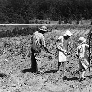 ALABAMA: FARMING, 1936. A tenant farmer family working in a cotton field, near Anniston, Alabama