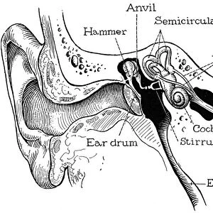 An anatomical representation of the human ear canal: American engraving, 19th century