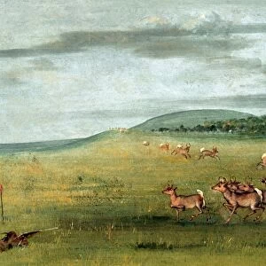 ANTELOPE HUNT, 1830s. Antelope Shooting: Decoyed Up