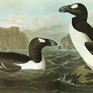 AUDUBON: AUK. Great Auk (Pinguinus impennis)