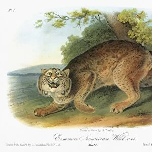 AUDUBON: BOBCAT. Bobcat, or bay lynx (Lynx rufus)