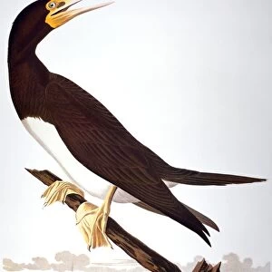 AUDUBON: BOOBY. Brown Booby (Sula leucogaster), from John James Audubons Birds of America, 1827-1838