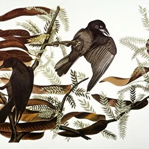 AUDUBON: CROW. Fish crow (Corvus ossifragus), from John James Audubons The Birds of America, 1827-1838