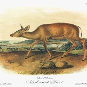 AUDUBON: DEER. A female Columbian black-tailed deer (Odocoileus hemionus columbianus)