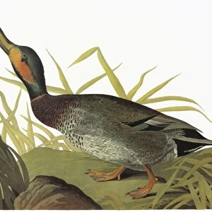 AUDUBON: DUCK. Mallard X Gadwall hybrid, or Brewers Duck (Anas platyrhynchos X strepera)
