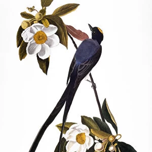 AUDUBON: FLYCATCHER, (1827). Fork-tailed Flycatcher (Muscivora tyrannus) by John James Audubon for his Birds of America, 1827-38
