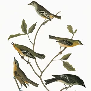 Vireos And Relatives Collection: Yellow Green Vireo