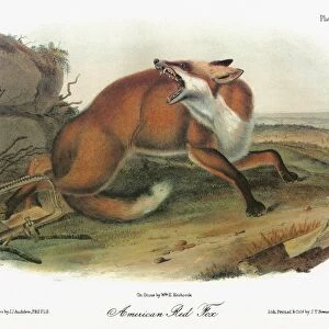 AUDUBON: FOX. American red fox (Vulpes vulpes fulvus)