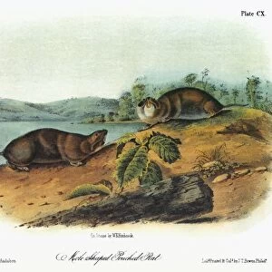AUDUBON: GOPHER. Northern pocket gopher, formerly known as the mole-shaped pouched rat
