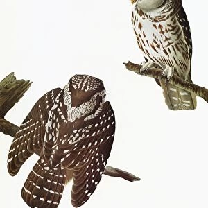 AUDUBON: OWL. Boreal Owl (Aegolius fenereus)