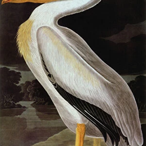 Pelicans Canvas Print Collection: Great White Pelican