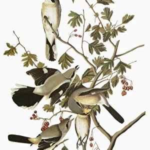 AUDUBON: SHRIKE. Northern Shrike (Lanius excubitor)