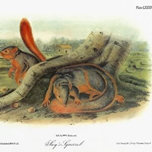 AUDUBON: SQUIRREL. Western fox squirrel (Sciurus niger rufiventer), formerly known