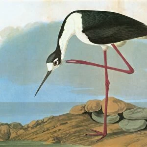AUDUBON: STILT. Black-necked Stilt (Himantopus mexicanus)
