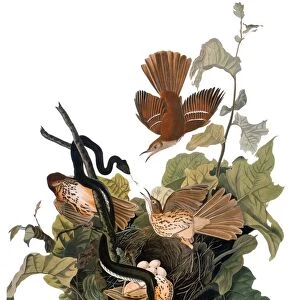 AUDUBON: THRASHER. Brown thrasher, also known as Ferruginous thrush (Toxostoma rufum), from John James Audubons The Birds of America, 1827-1838