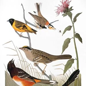 AUDUBON: VARIOUS BIRDS. From top: chestnut-colored finch, black-headed siskin, black crown bunting, and Arctic ground-finch, from John James Audubons The Birds of America, 1827-1838