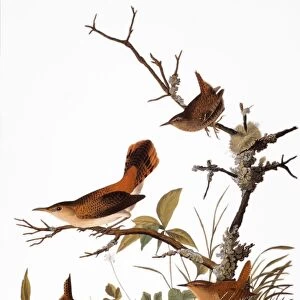 AUDUBON: WREN. Winter wren (Troglodytes troglodytes) and rock wren (Salpinctes obsoletus), from John James Audubons Birds of America, 1827-1838