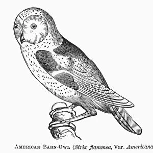 BARN OWL, 1877. Strix flammea. Wood engraving, 1877