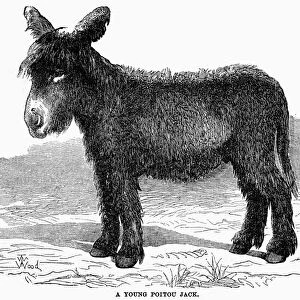 BAUDET du POITOU. A young male Bade du Poitou, a breed of donkey from Poitou, France. Line engraving, 19th century