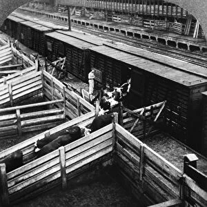 BEEF INDUSTRY, c1928. Unloading beef cattle in the Union Stock Yards in Chicago, Illinois