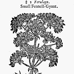 BOTANY: FENNEL, 1597. Small giant fennel (Ferula ferulago). Woodcut from John Gerards Herball