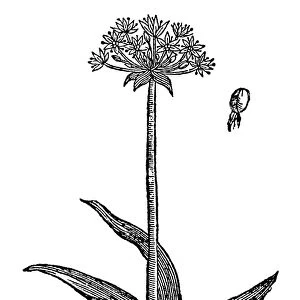 BOTANY: GARLIC, 1597. Homers Moly (Allium magicum)