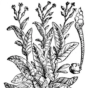BOTANY: TOBACCO, 1576. Nicotiana Tabacum. The oldest printed picture of a cigar