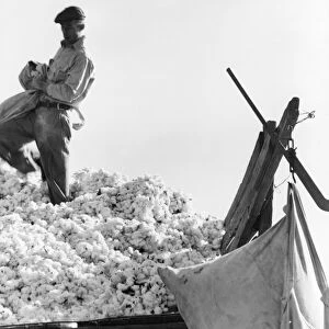 CALIFORNIA: COTTON, 1936. A cotton picker filling sacks of cotton for weighing