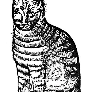CAT. Woodcut, German, late 16th century